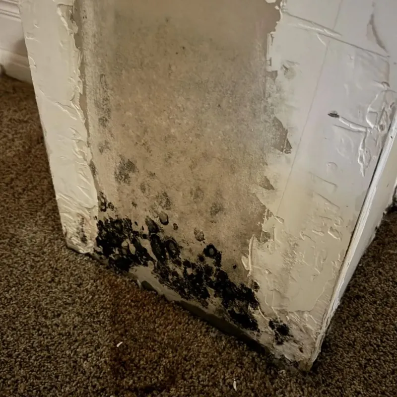 Professional Mold Removal in Oxford, MS